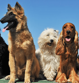 Screen Shot 2017-08-07 at 1.34.05 PM