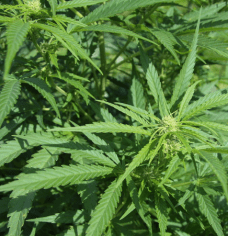 Screen Shot 2017-11-09 at 2.09.23 PM.png