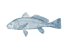 Illustration of a detailed fish drawing on a black background.